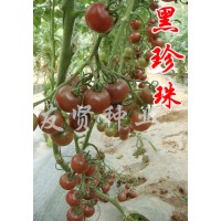 西红柿种子黑色番茄种子黑珍珠果实正圆型含有大量黑色素