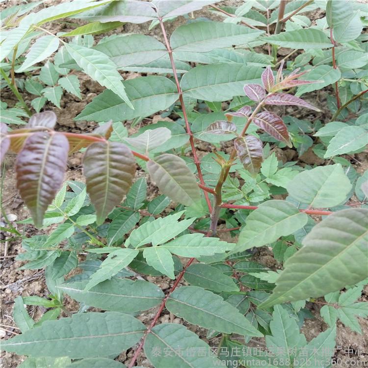 山东聊城无花果苗科学授粉果肉脆肉质感强