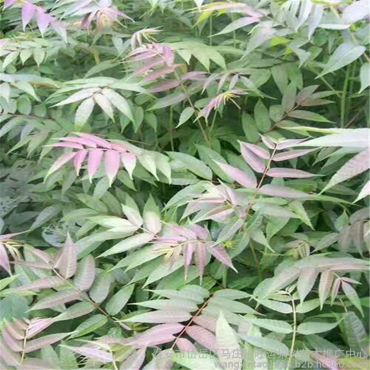 山东聊城无花果苗科学授粉果肉脆肉质感强