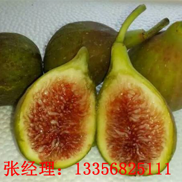 无花果3_副本