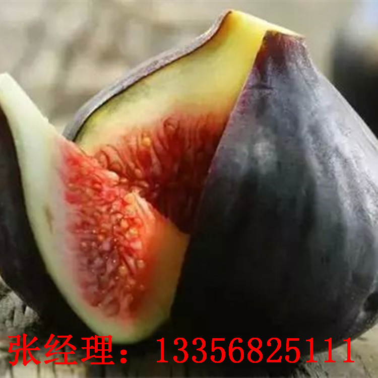无花果 (1)_副本