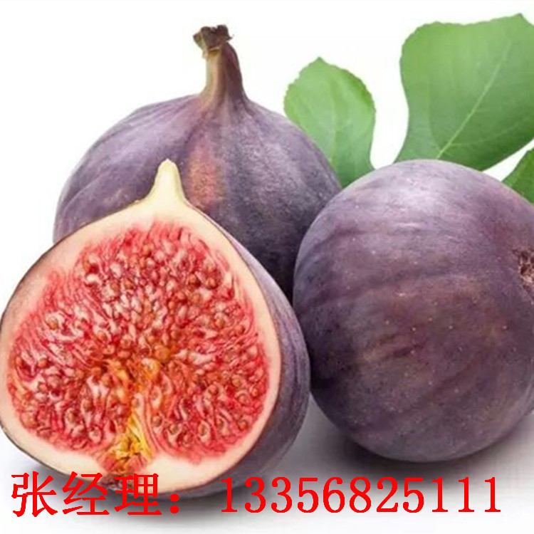 无花果_副本