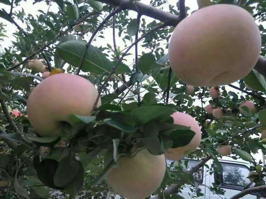 2018年山东苹果苗资讯红肉苹果苗果肉黄色