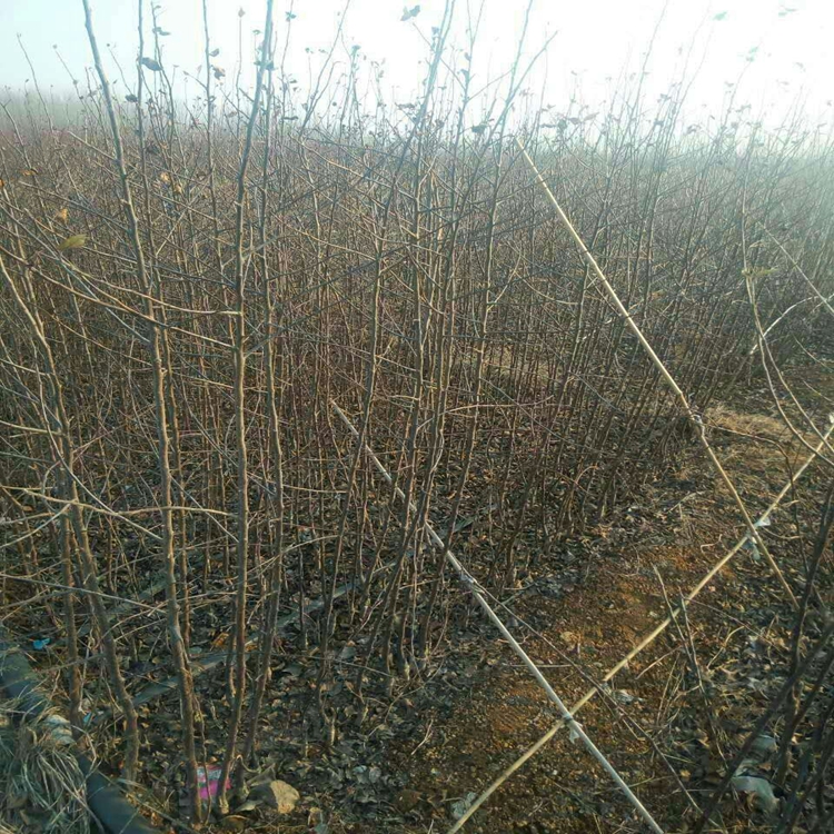 2018年山东苹果苗资讯红肉苹果苗果肉黄色
