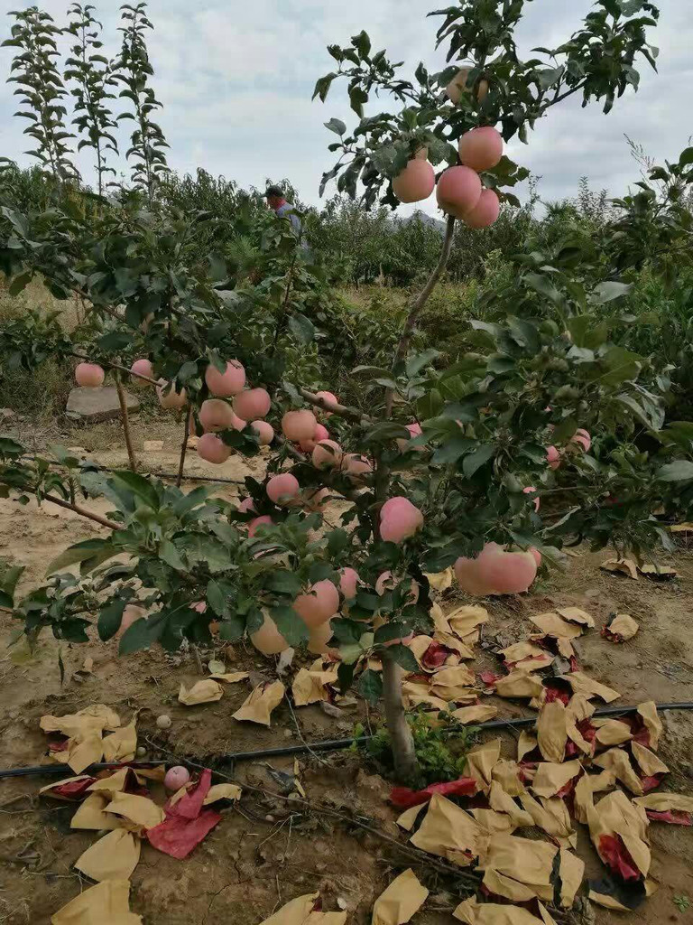 2018年山东苹果苗资讯红肉苹果苗果肉黄色