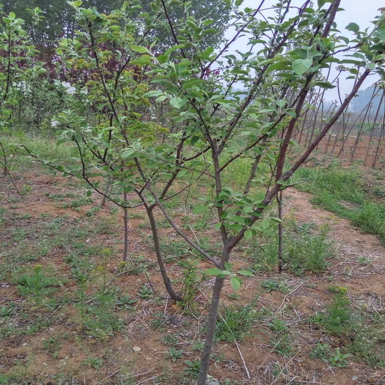 2018年山东苹果苗资讯红肉苹果苗果肉黄色