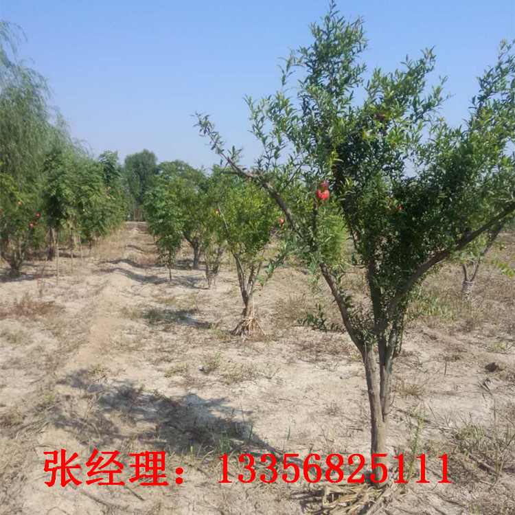 石榴5_副本