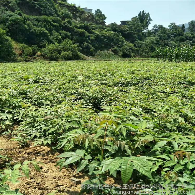 红油香椿苗基地,香椿苗基地香椿苗果肉黄色