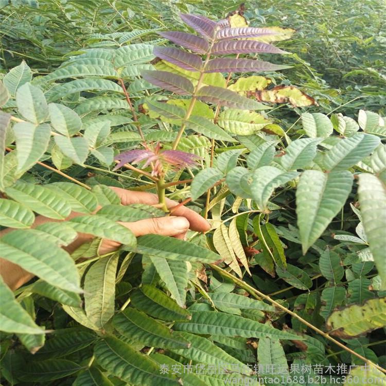 红油香椿苗基地,香椿苗基地香椿苗果肉黄色