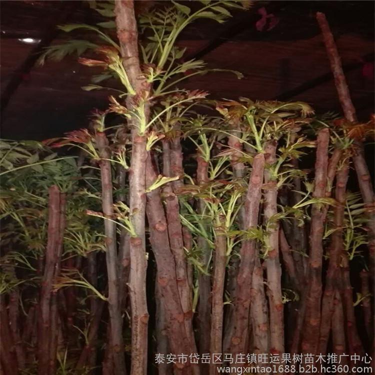 红油香椿苗基地,香椿苗基地香椿苗果肉黄色